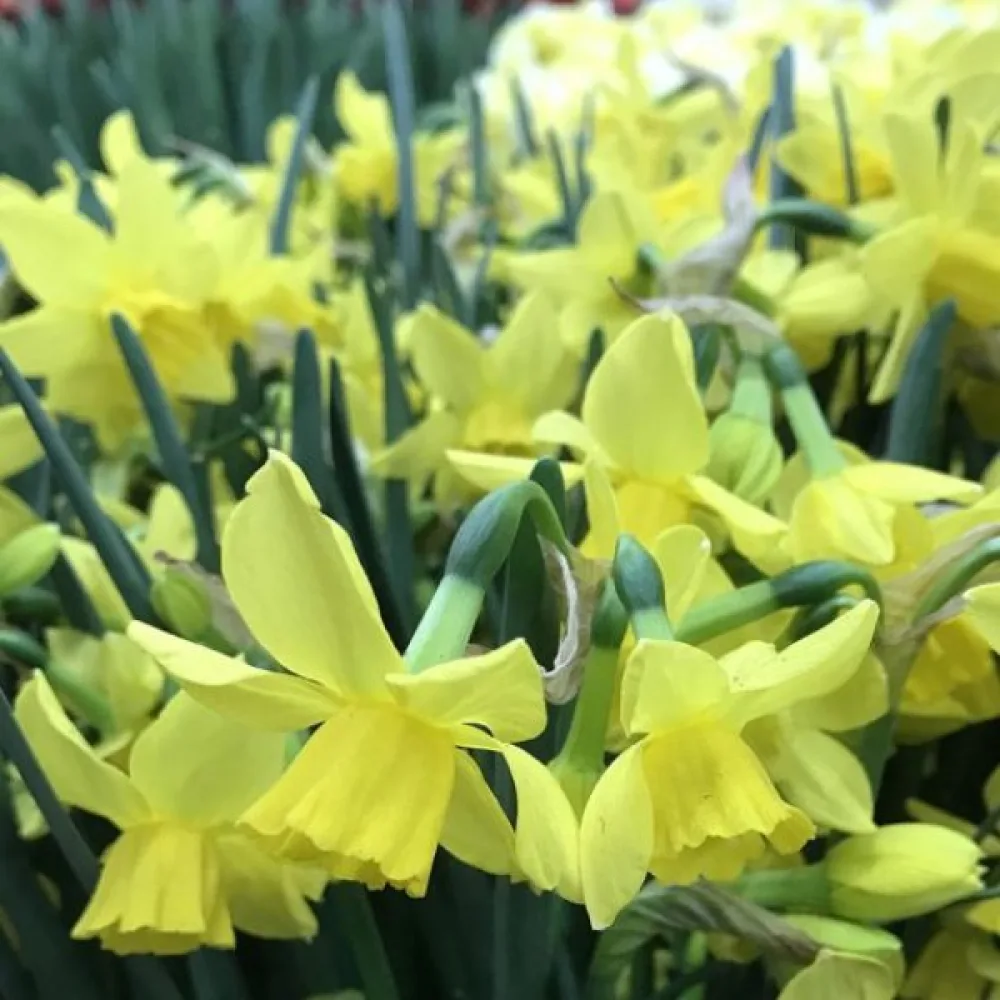 Narciss 'Yellow Sailboat'