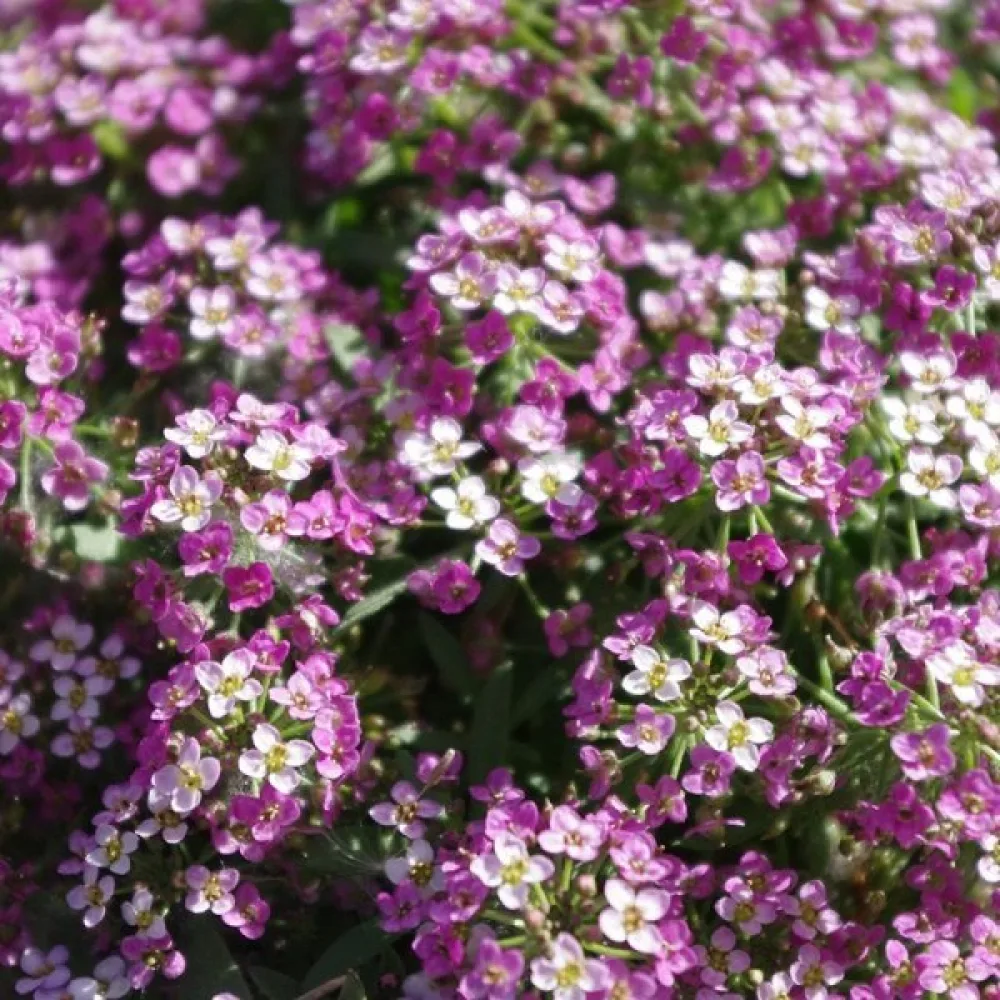 Strandkrassing 'Violet Queen'