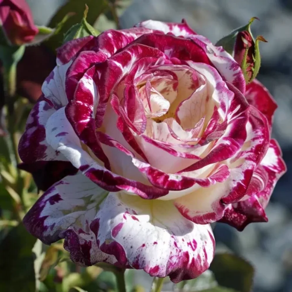 Ros 'Mystic Stripe' – barrotad