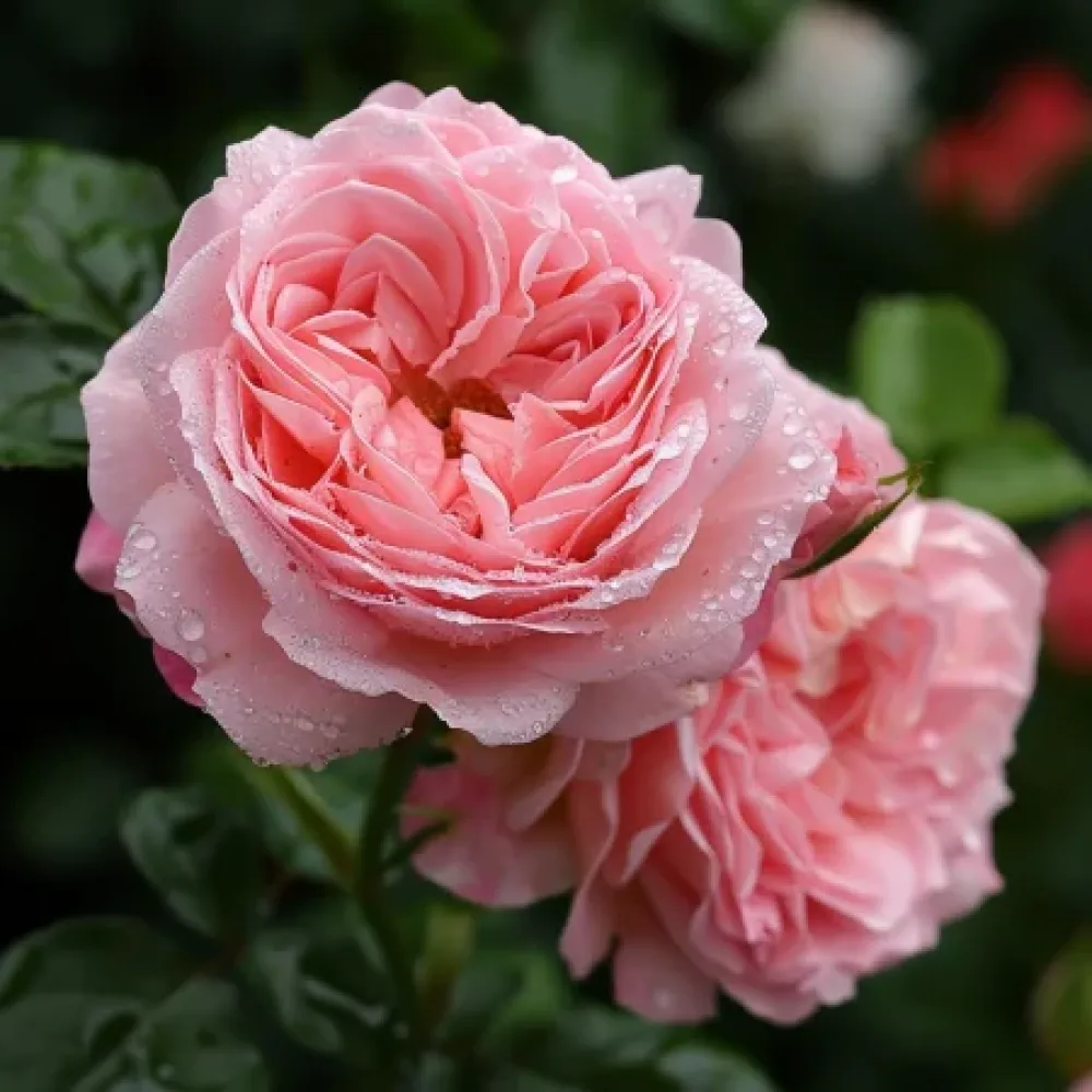 Ros 'Amorina' – barrotad