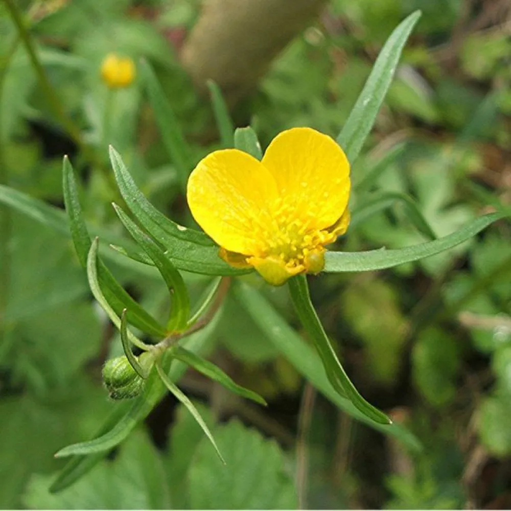Majsmörblomma