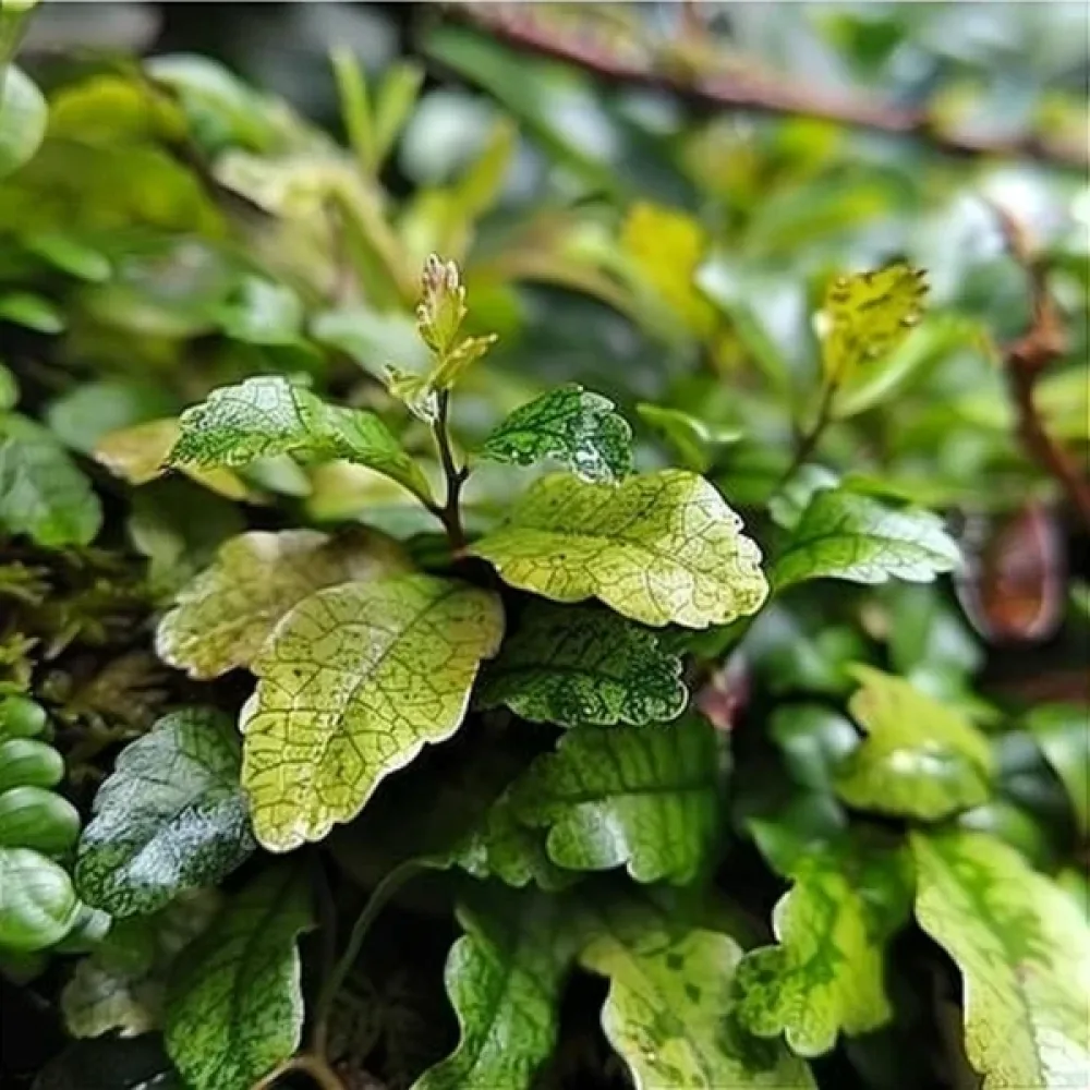Doftmålla 'Green Magic'