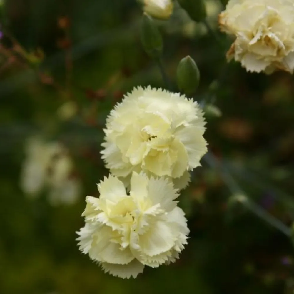 Nejlika 'Grenadin' – gul