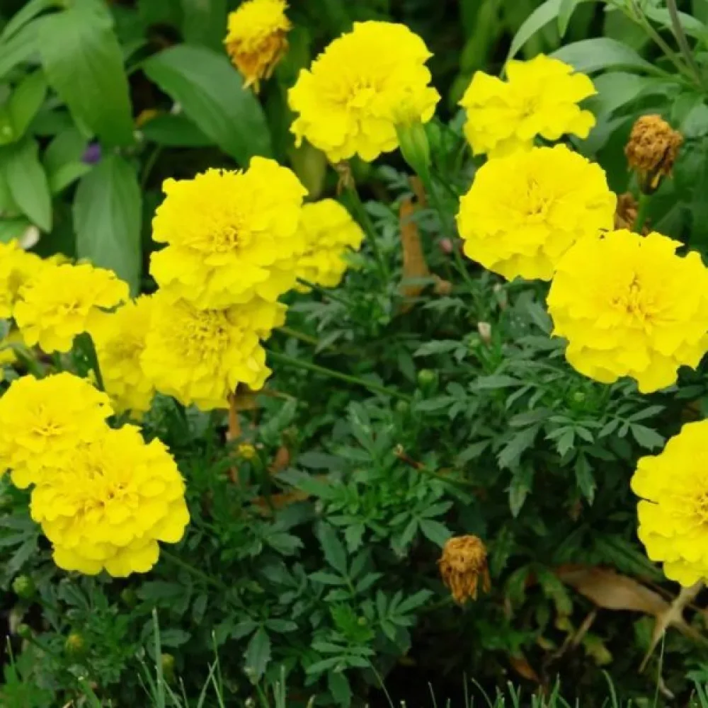 Fransk tagetes 'Festival Yellow'