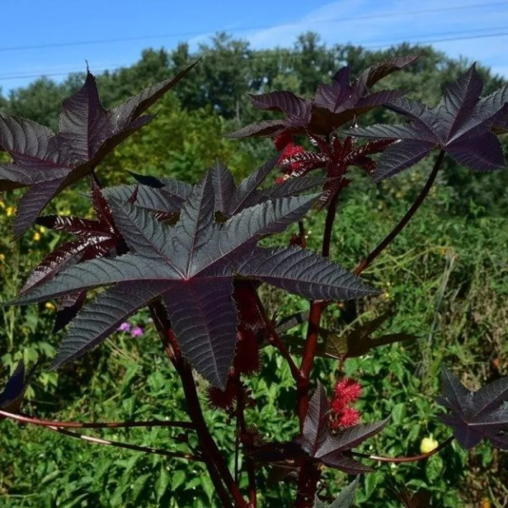 Ricin 'Gibsonii'