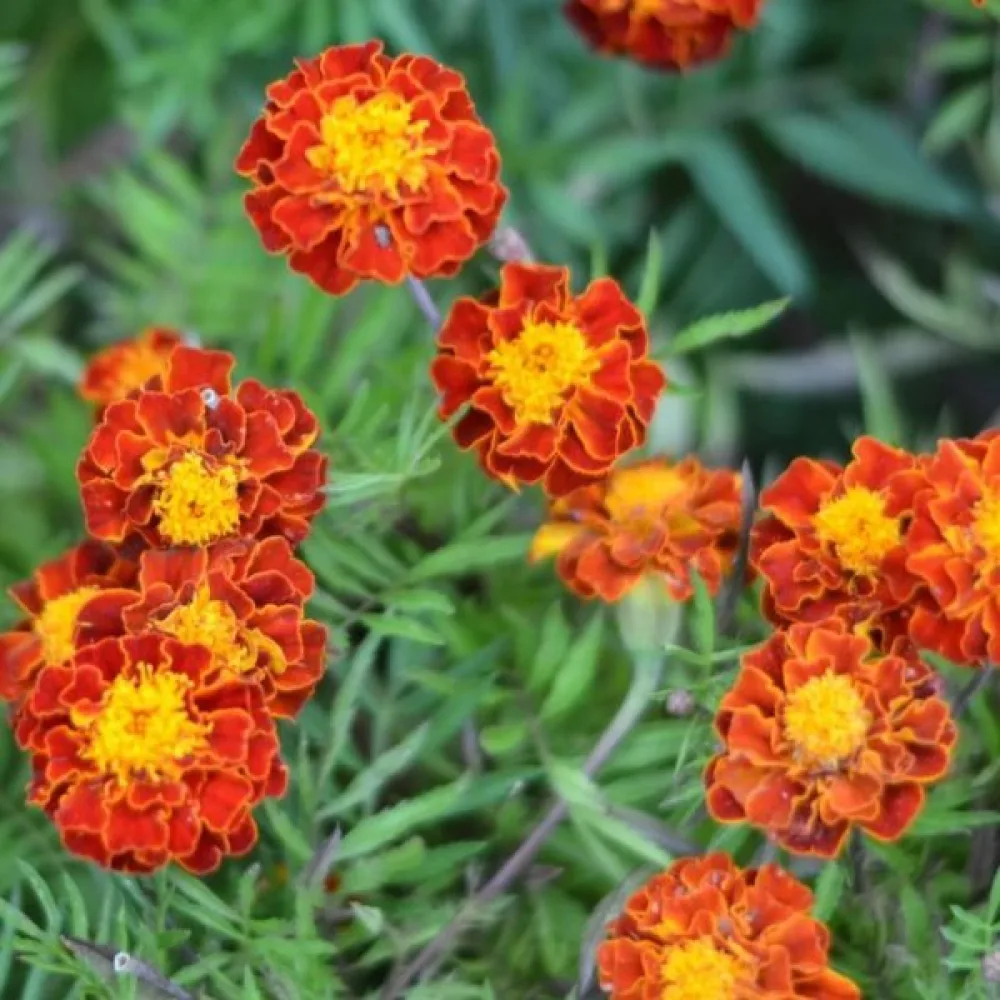 Fransk tagetes 'Carmen'
