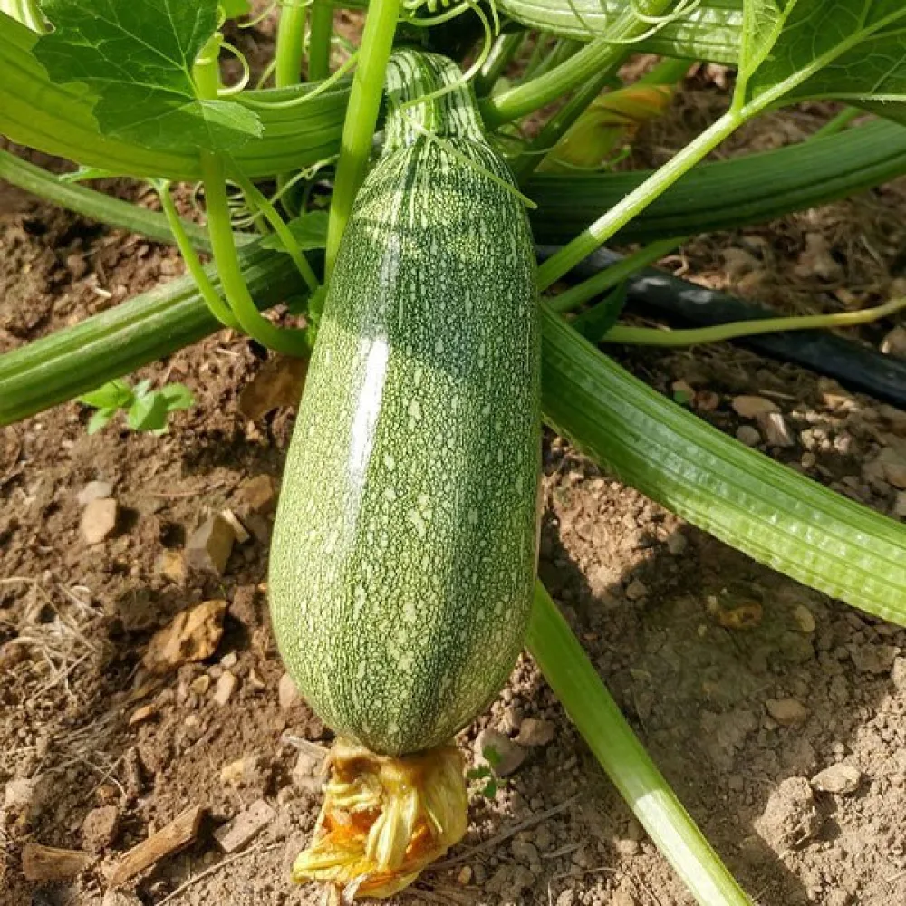 Zucchini 'Grey Zucchini'
