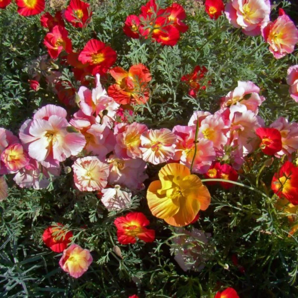 Sömntuta 'Ballerina', mix
