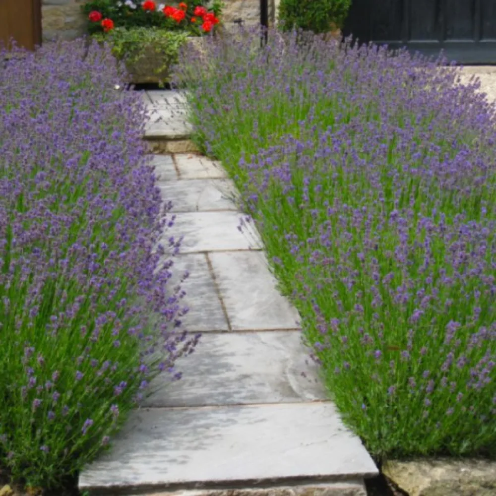 Lavendel 'Hidcote Blue'
