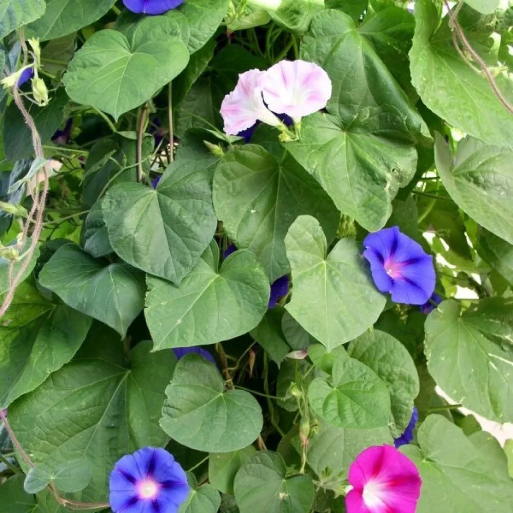Blomman för dagen Ipomoea nil – mix