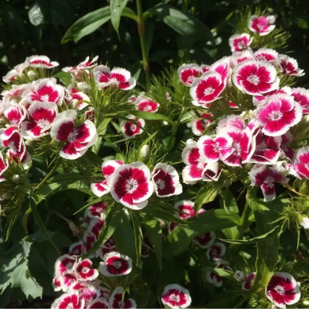 Kinesisk nejlika 'Persian Carpet' – mix