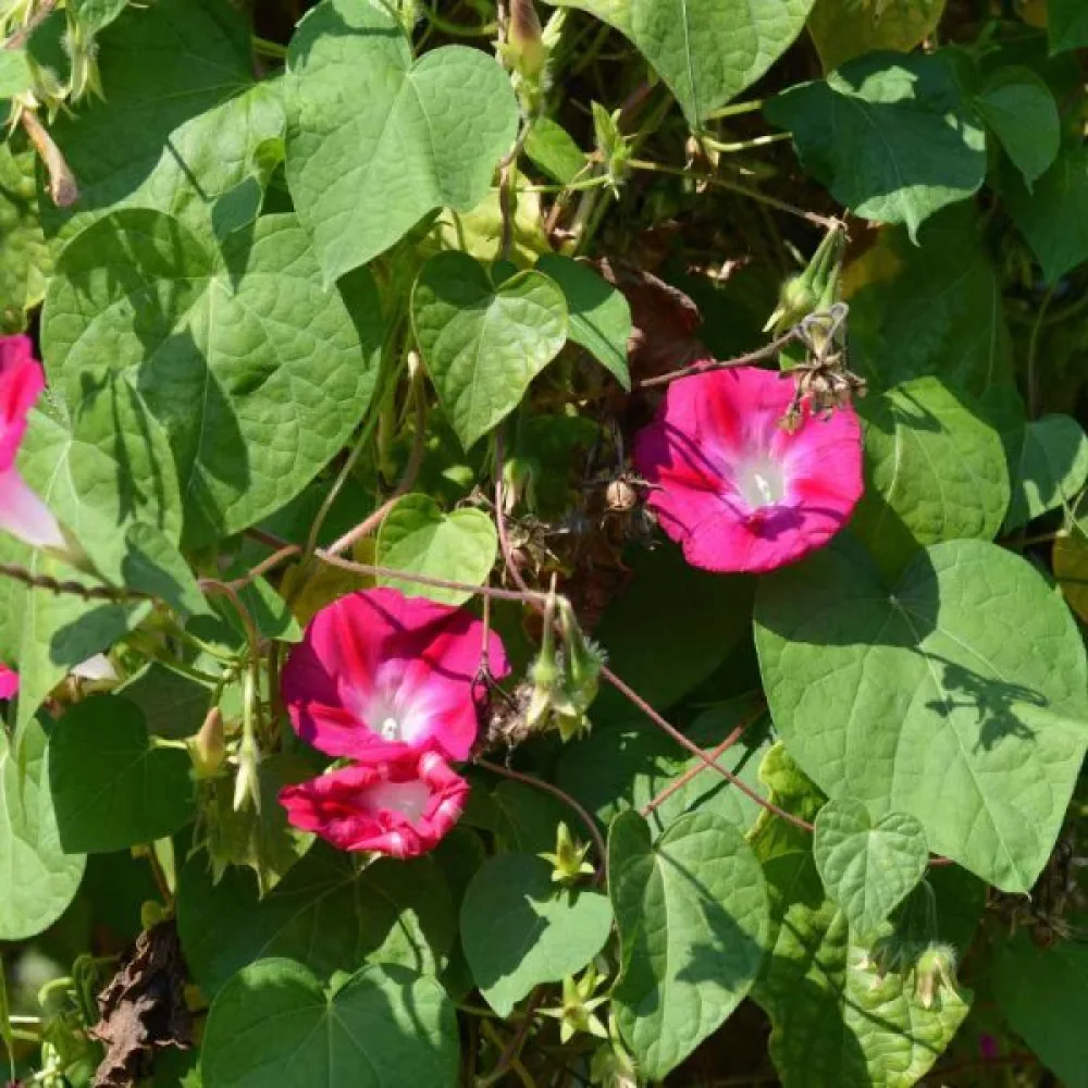 Purpurvinda 'Crimson Rambler'