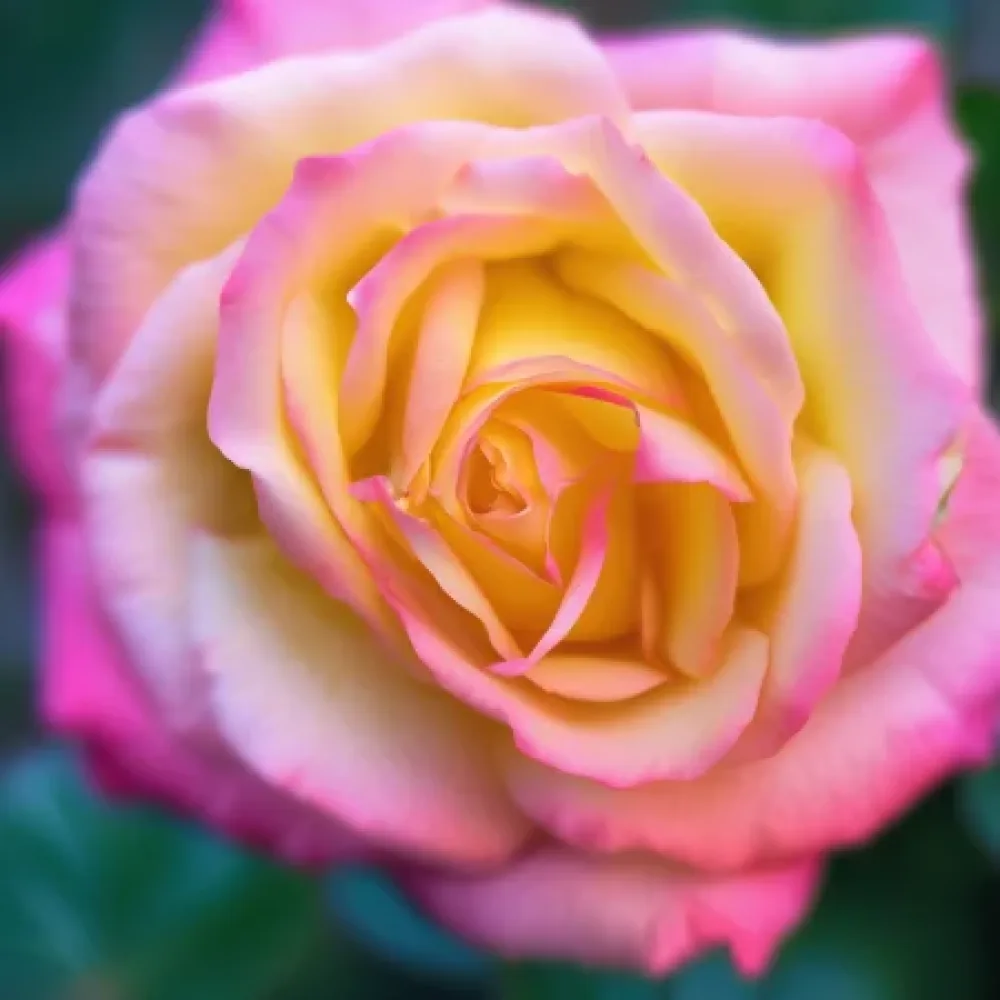 Ros 'Night Pearl'