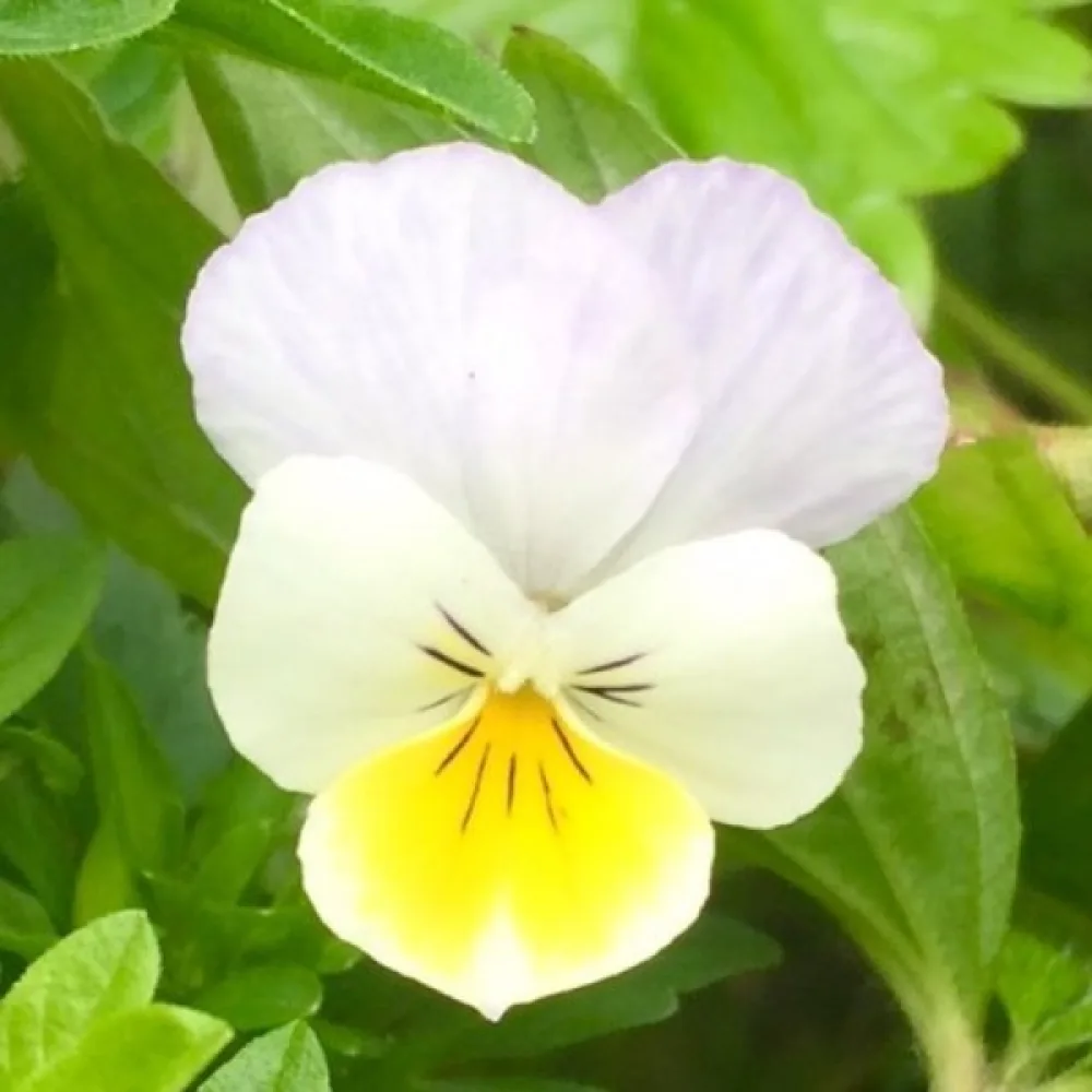 Åkerviol Viola arvensis