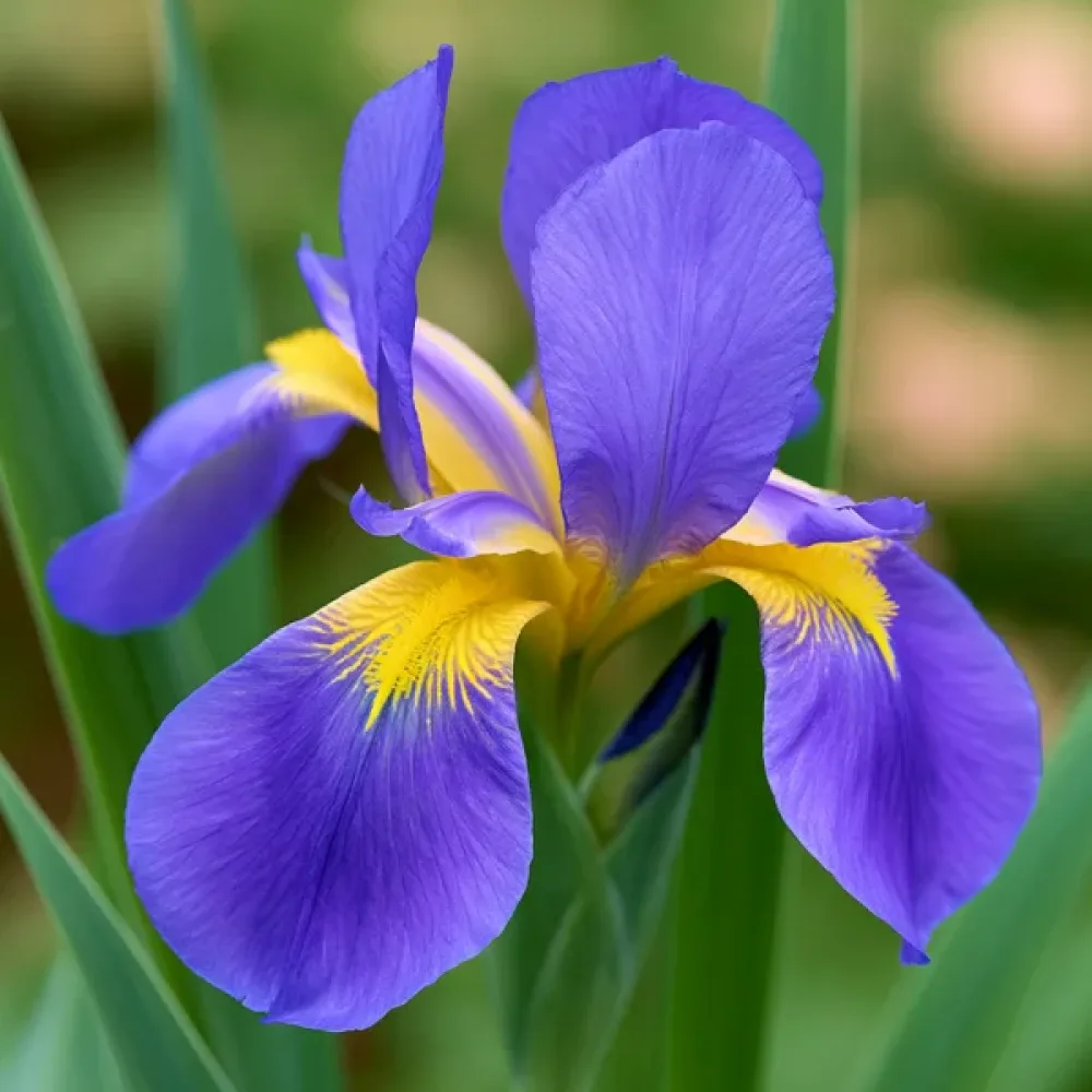 Iris 'Saphire Beauty Hollandica'
