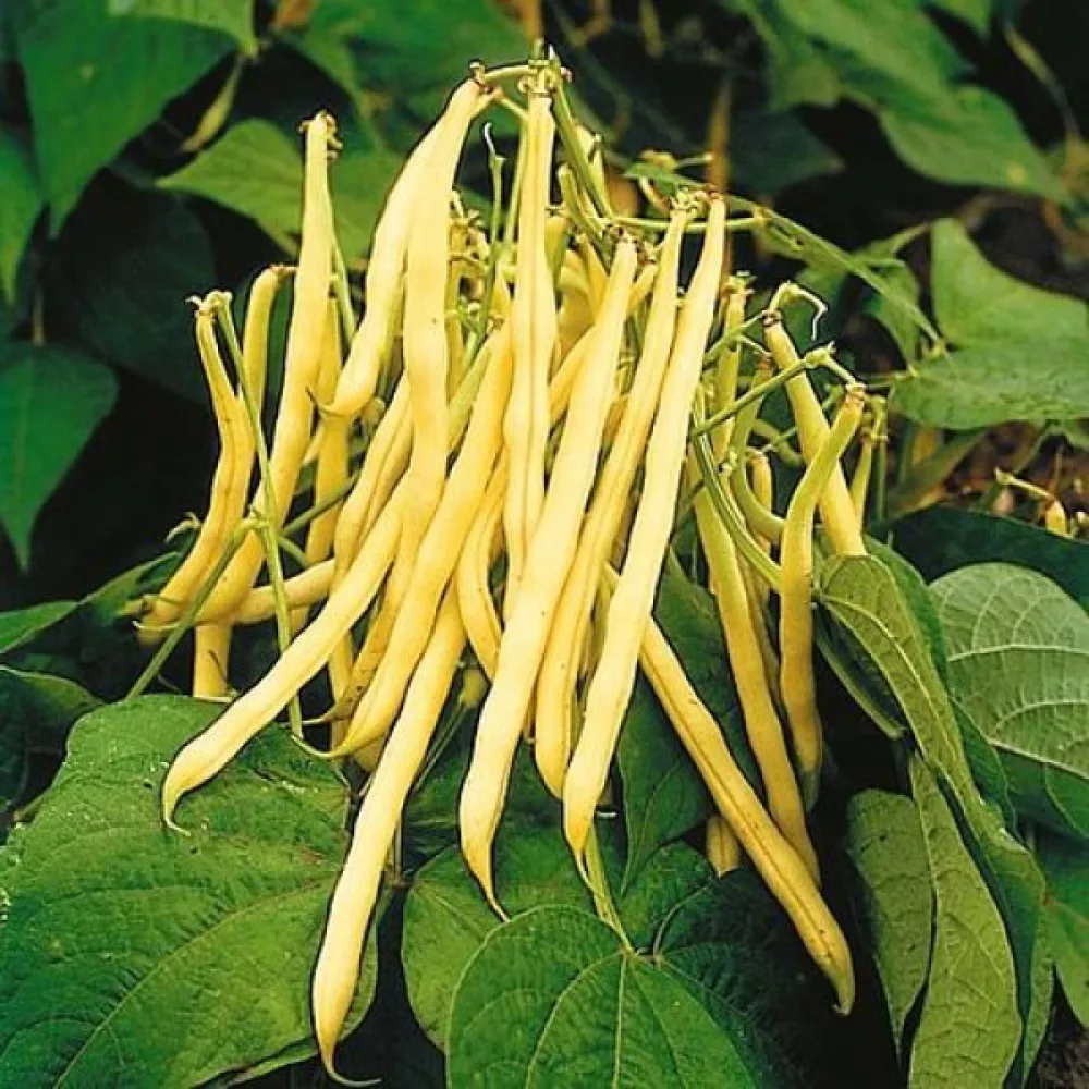 Trädgårdsböna 'Golden Teepee'