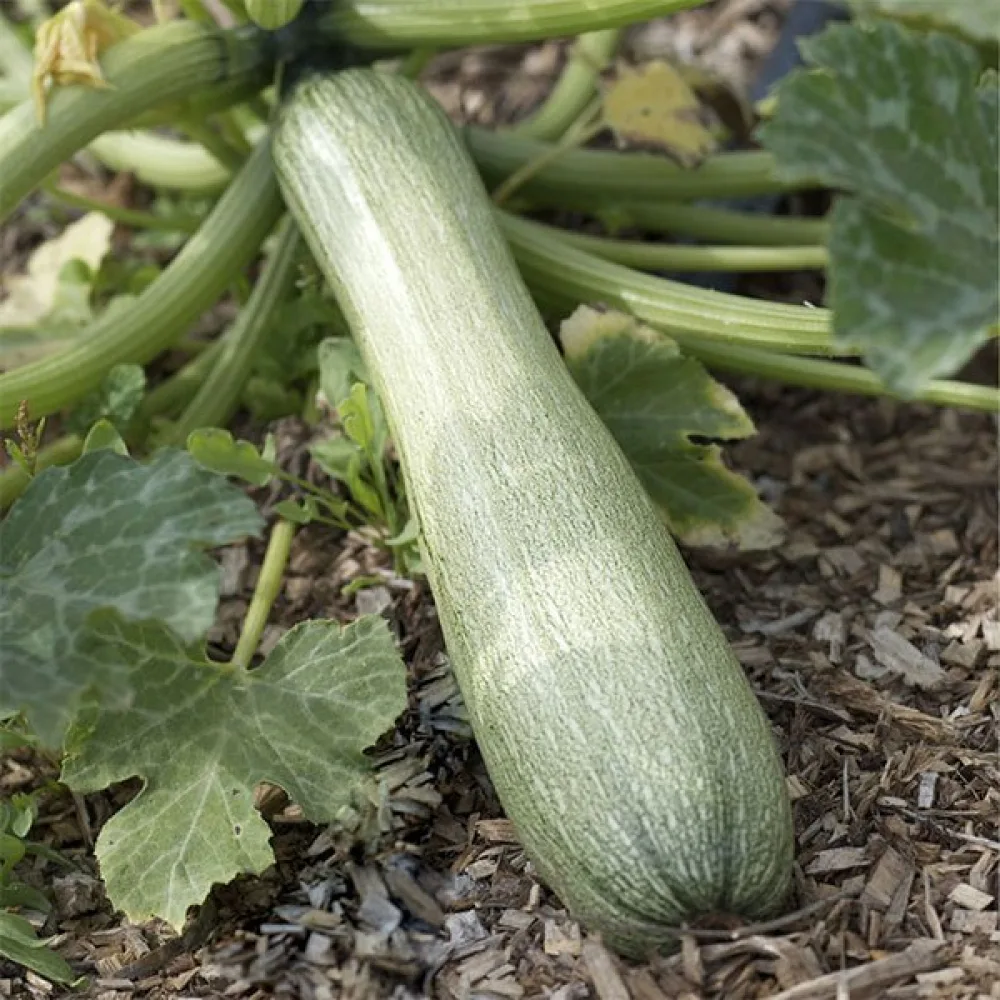 Zucchini 'Verde Chiaro d'Italia'