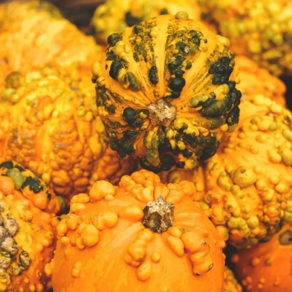 Pumpa, vårtiga – blandning