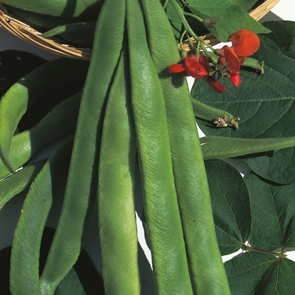 Rosenböna 'Streamline'
