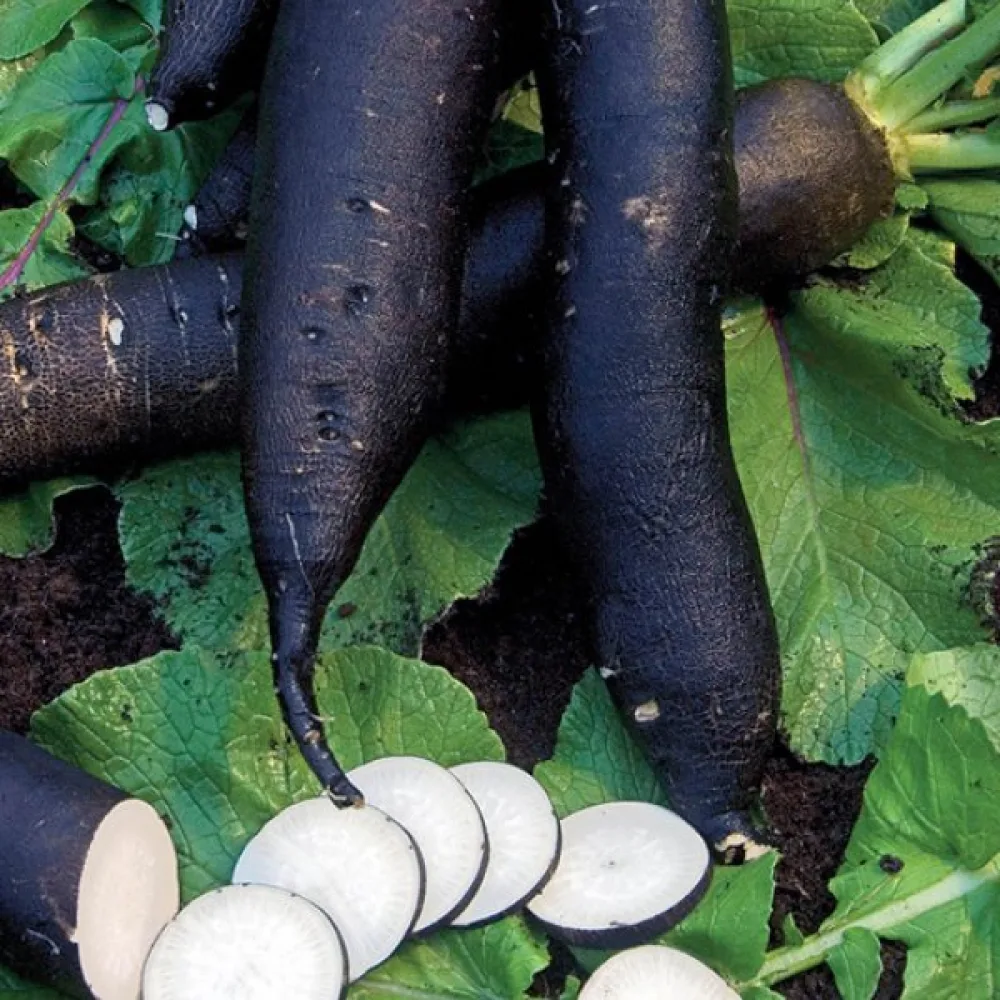 Vinterrättika 'Noir Long'