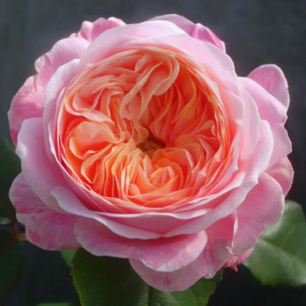 Ros 'Pearl Rose'