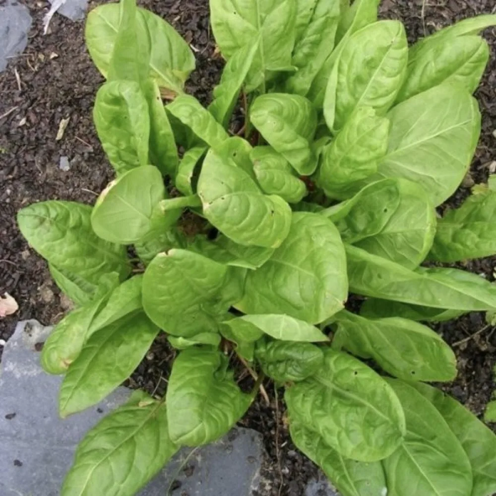 Syra 'Belleville'