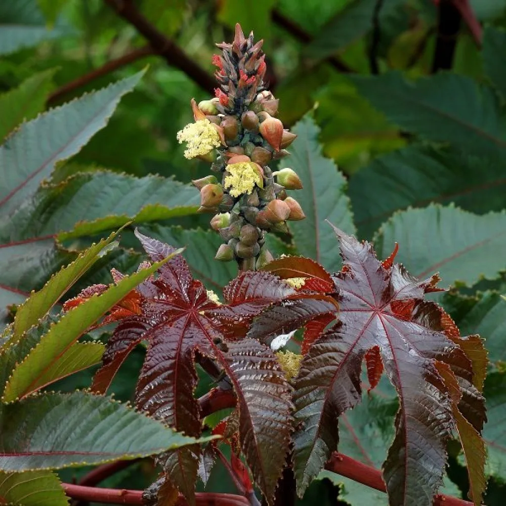 Ricin, röd stjälk