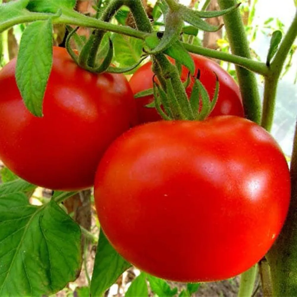 Tomat 'Alka'