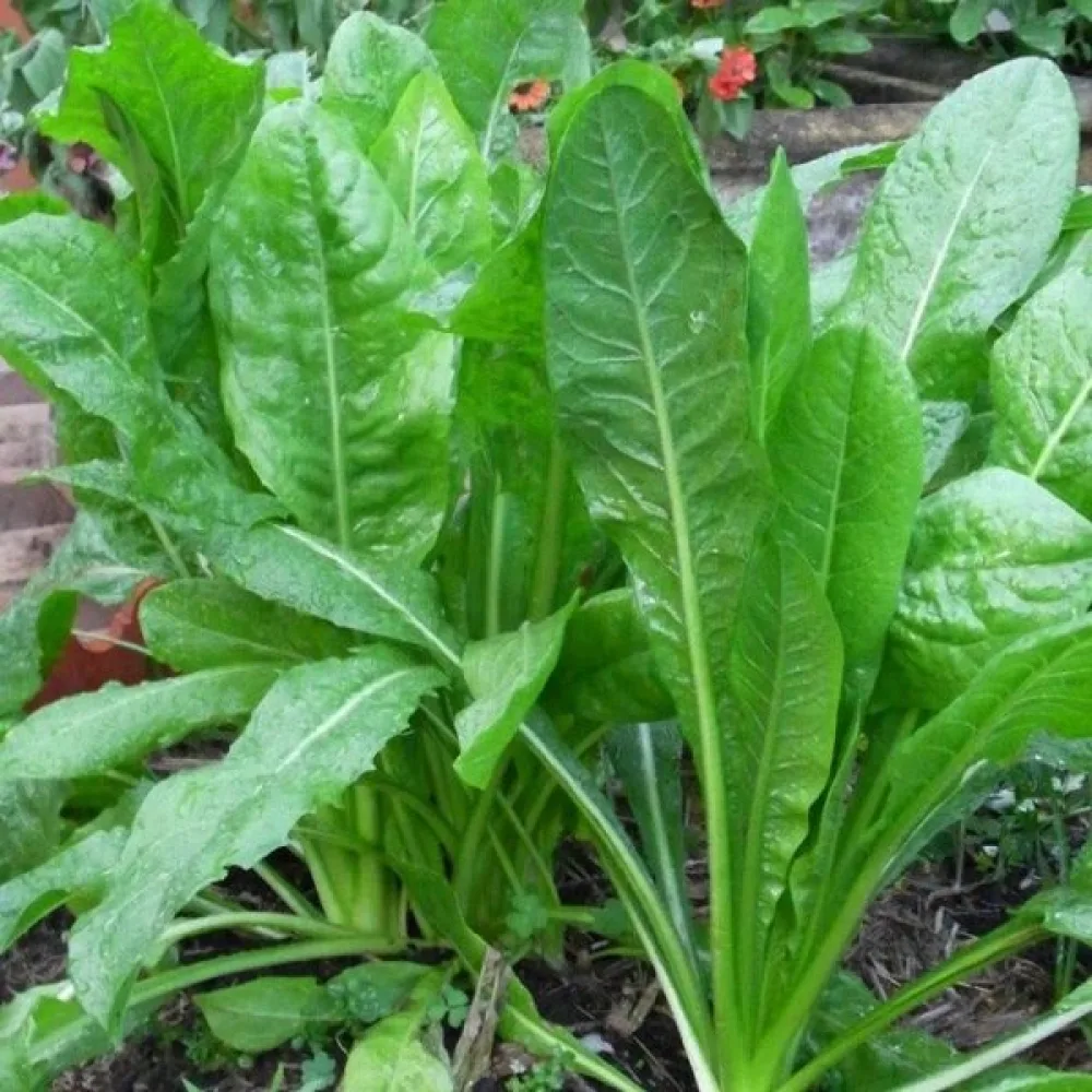 Cikoria 'Spadona'