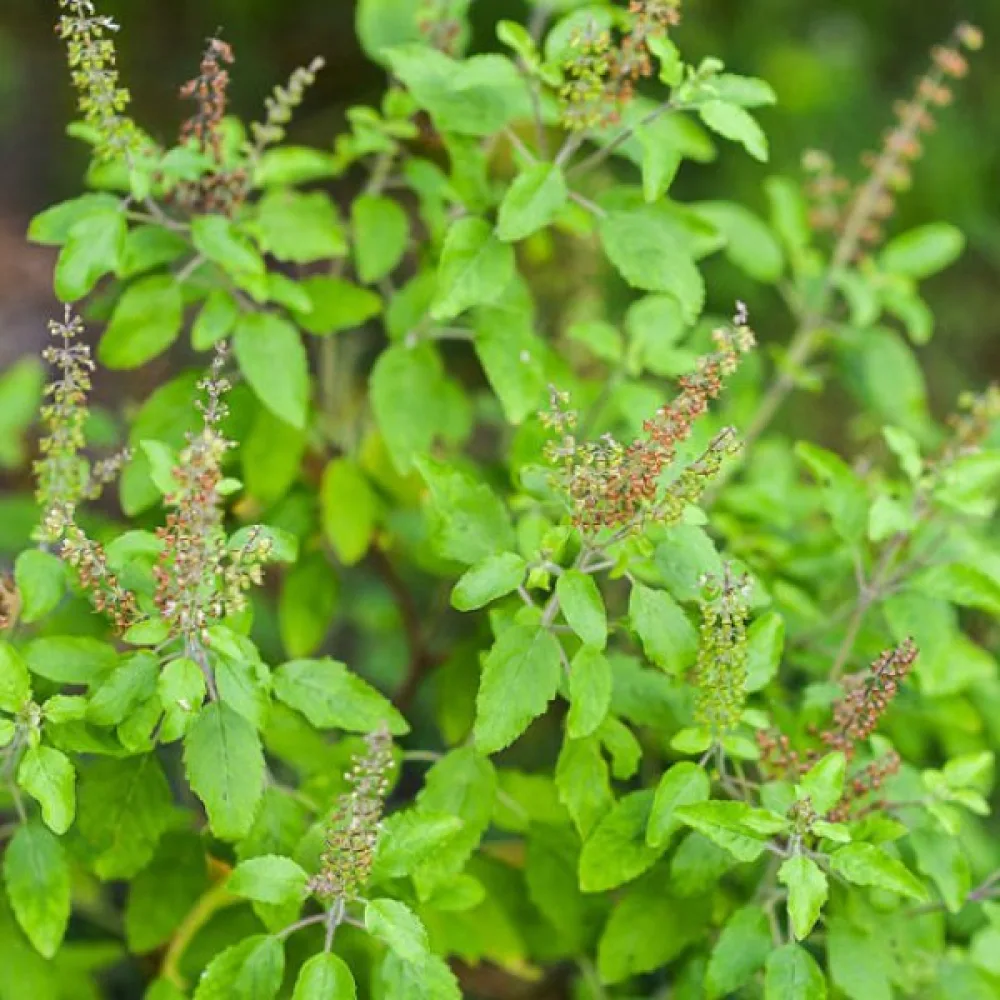 Helig basilika (tulsi)