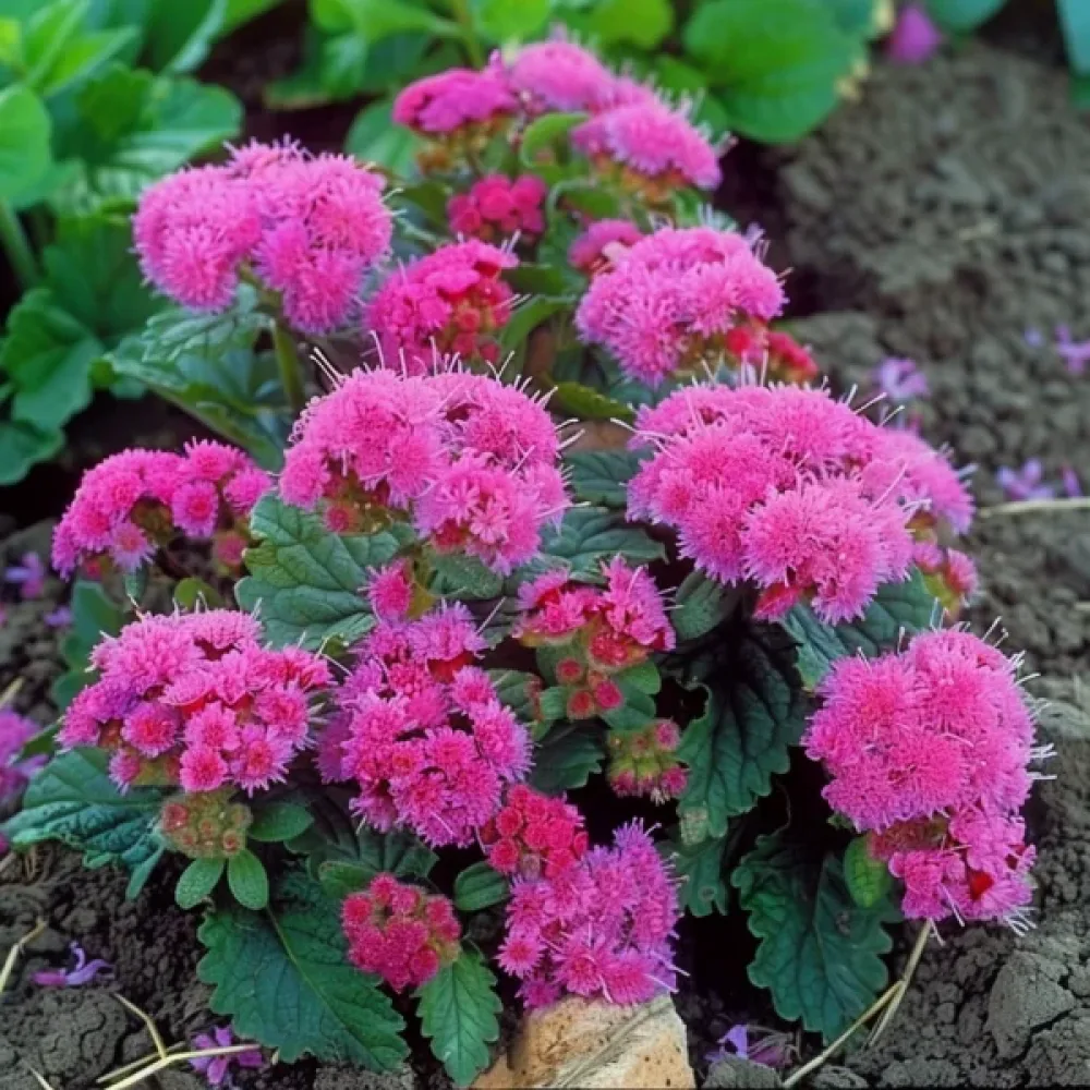 Leverbalsam – rosa