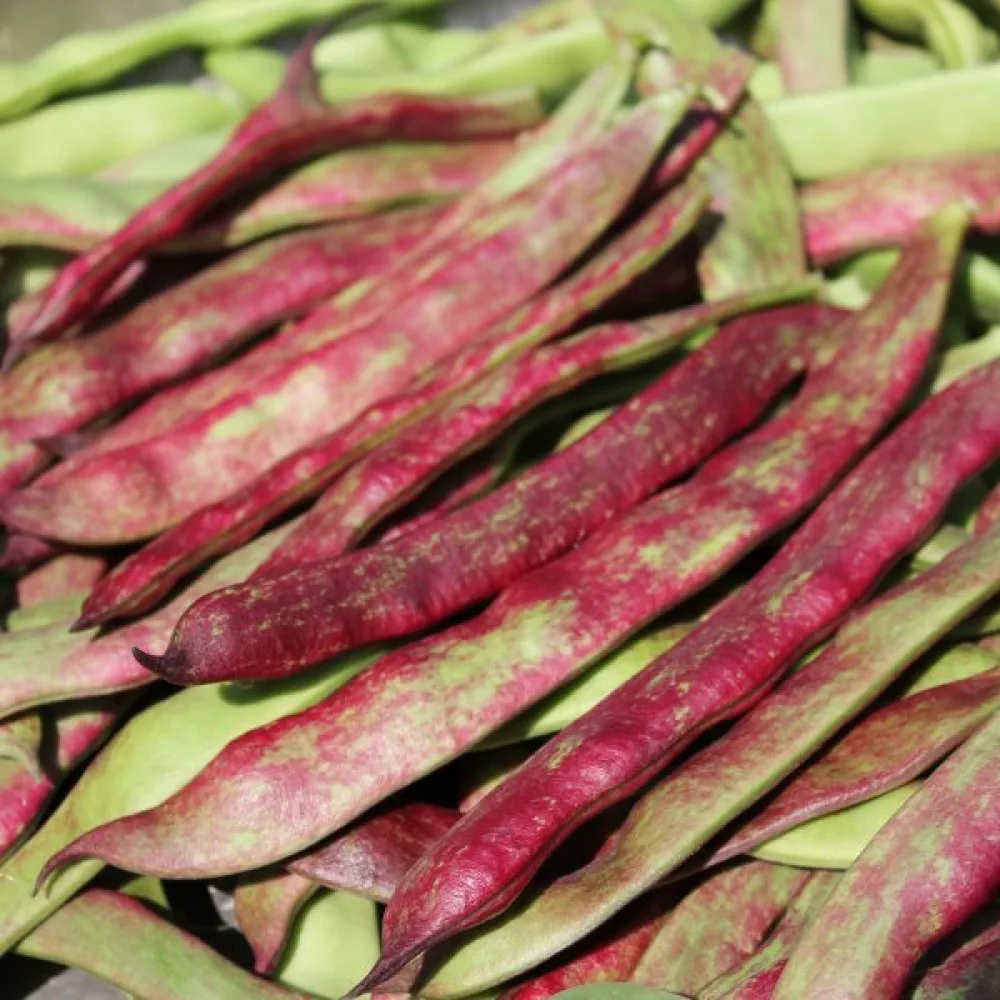 Störböna 'Jimenez'