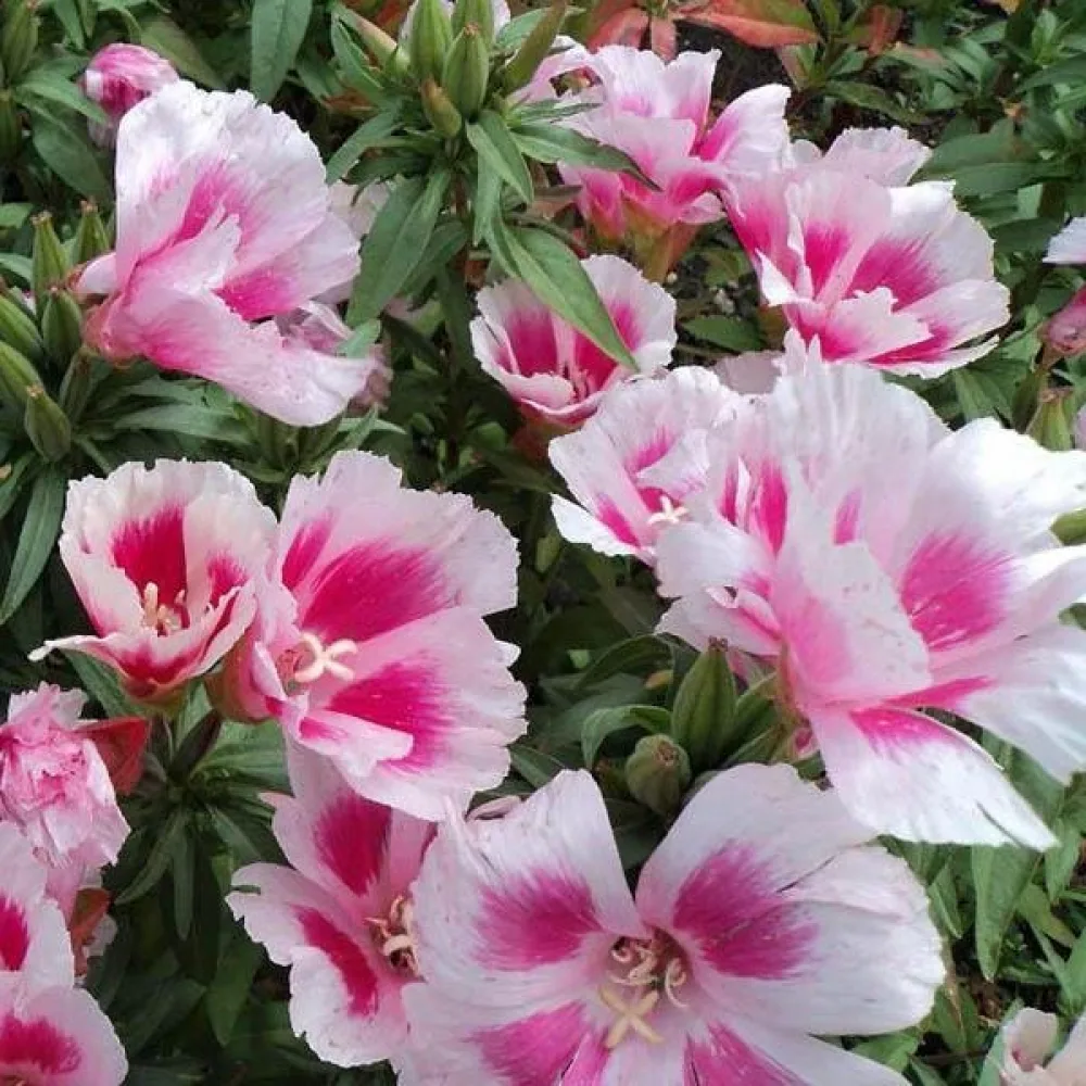 Atlasblomma 'Maiden Blush', ljusrosa
