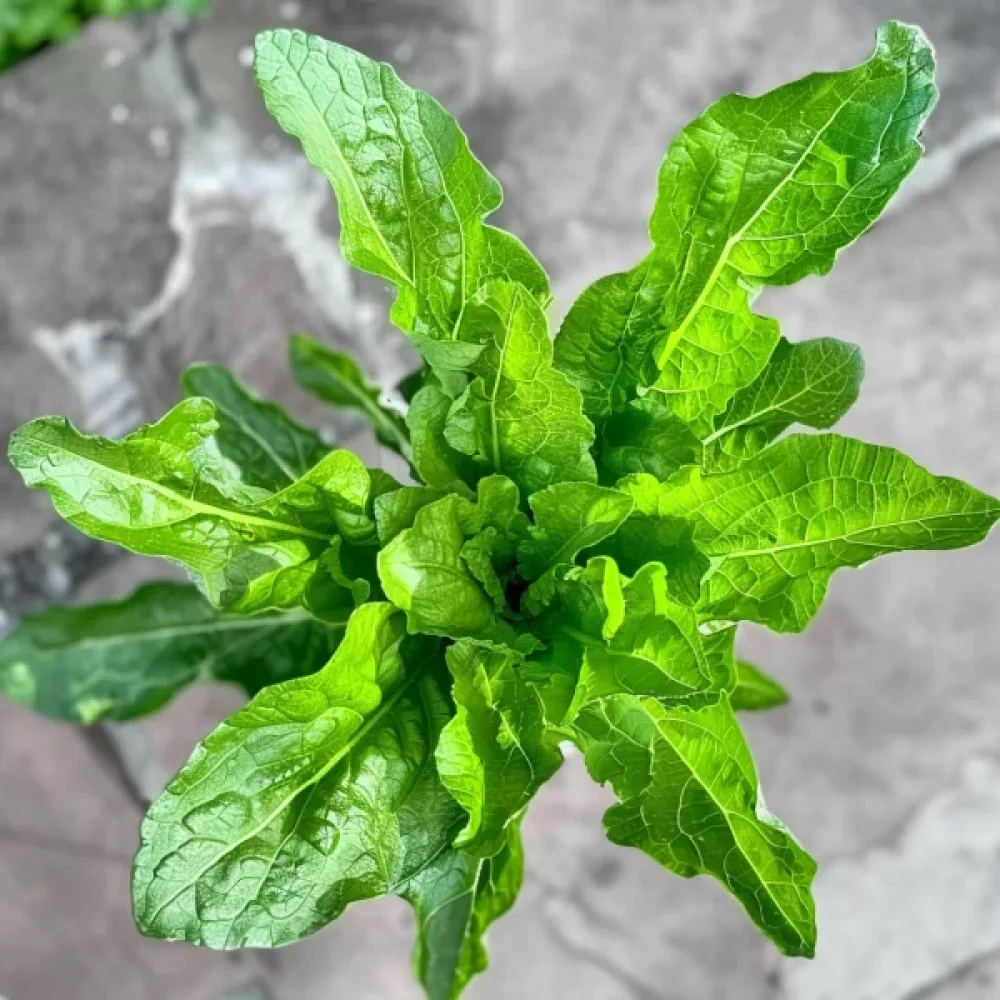 Cikoria 'Spadona' för mikrogrönt