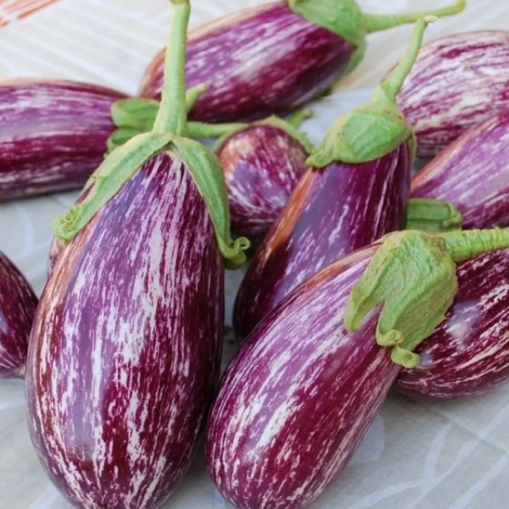 Aubergine 'Listada de Gandia'