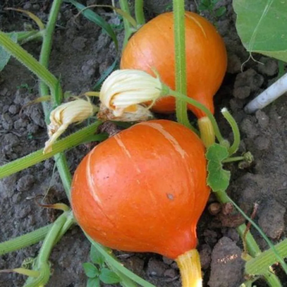 Pumpa 'Justynka F1'