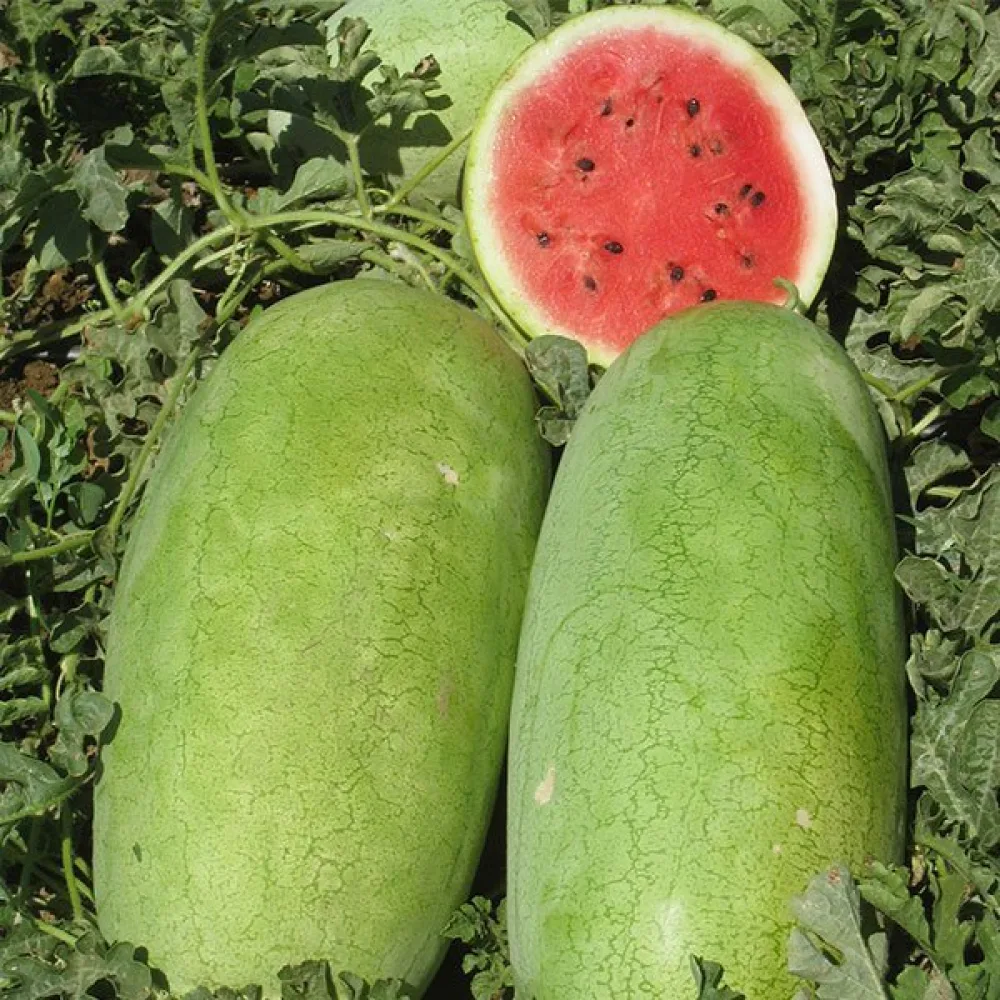 Vattenmelon 'Charleston Grey' 8–12 kg