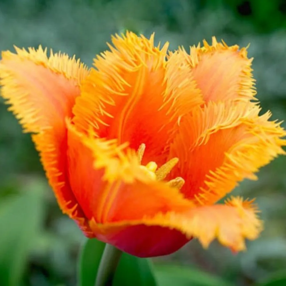 Tulpan 'Lambada'