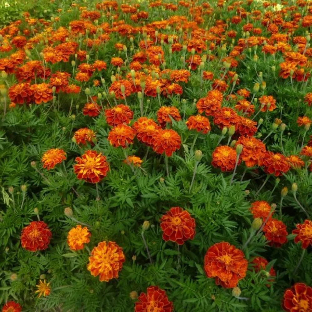 Fransk tagetes 'Konstance'