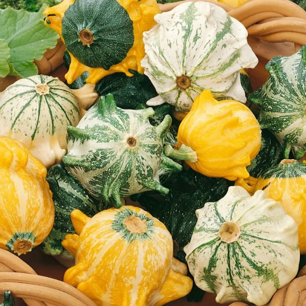 Pumpa 'Shenot Crowns of Thorns'