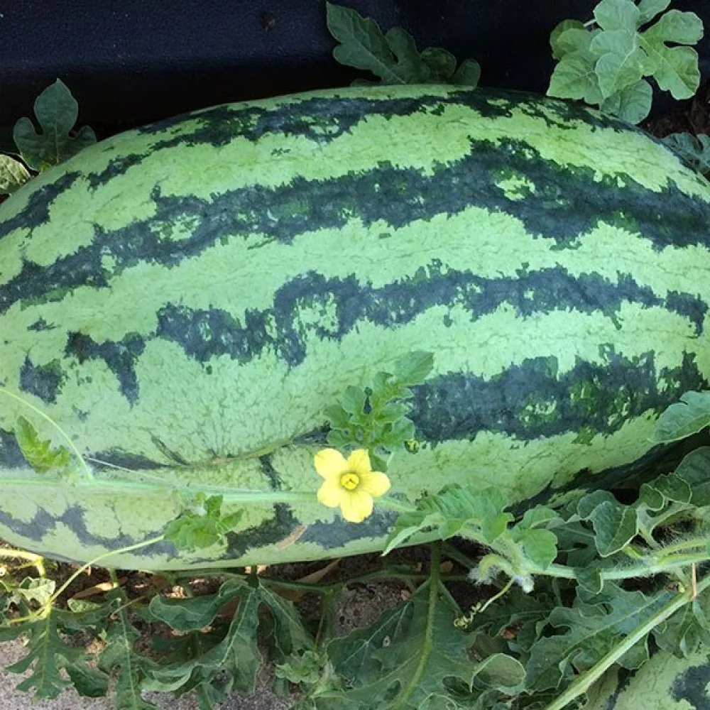 Vattenmelon 'Orangeglo'
