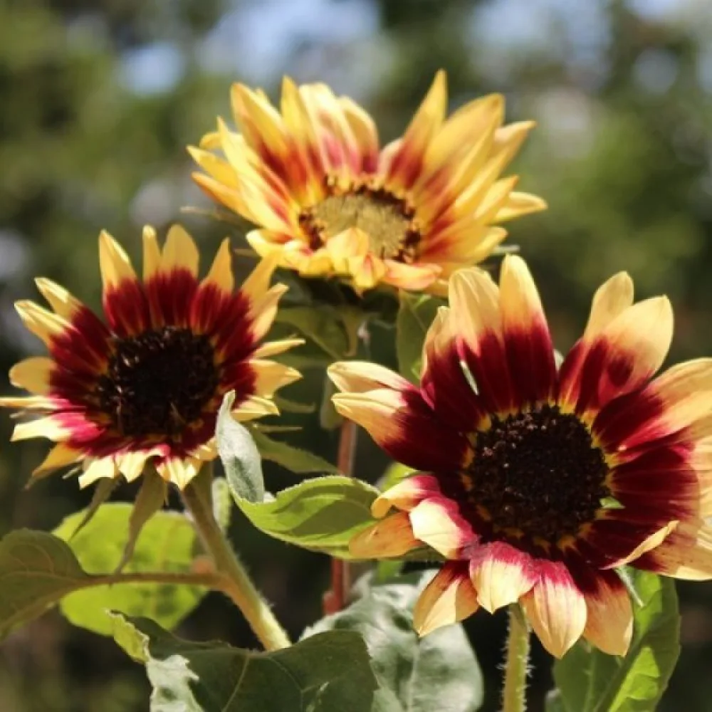 Solros 'Floren'