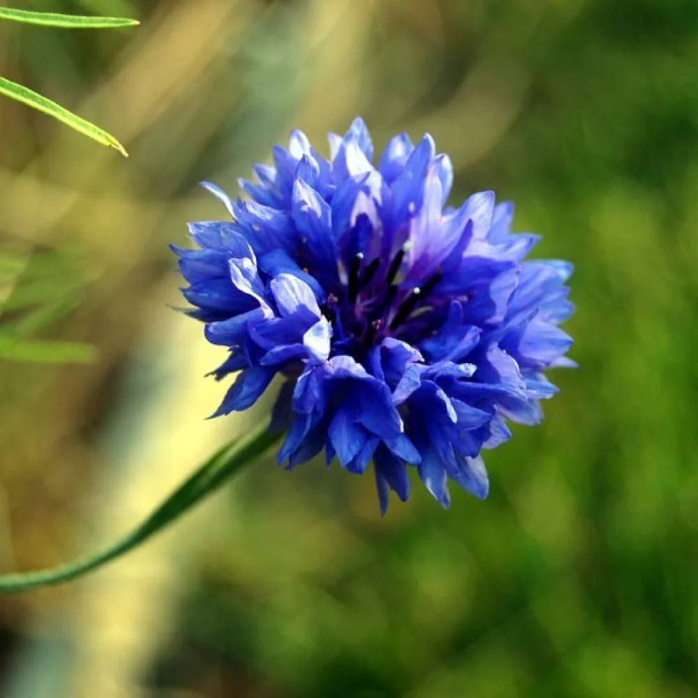 Blåklint 'Blue Ball', blå