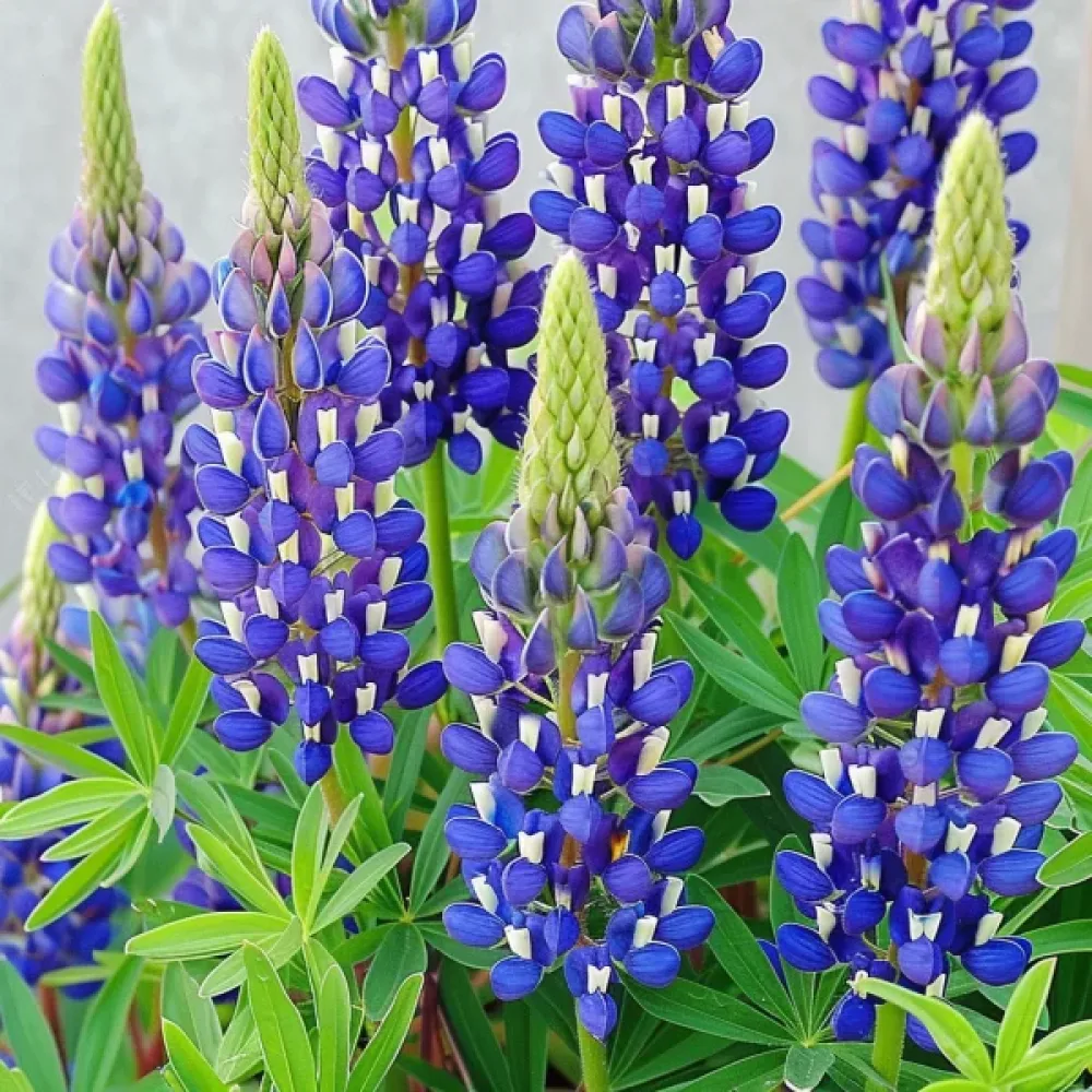 Lupin 'Kastellan' blå