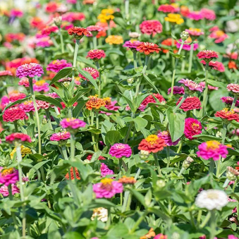 Zinnia 'Cupid' (blandning)