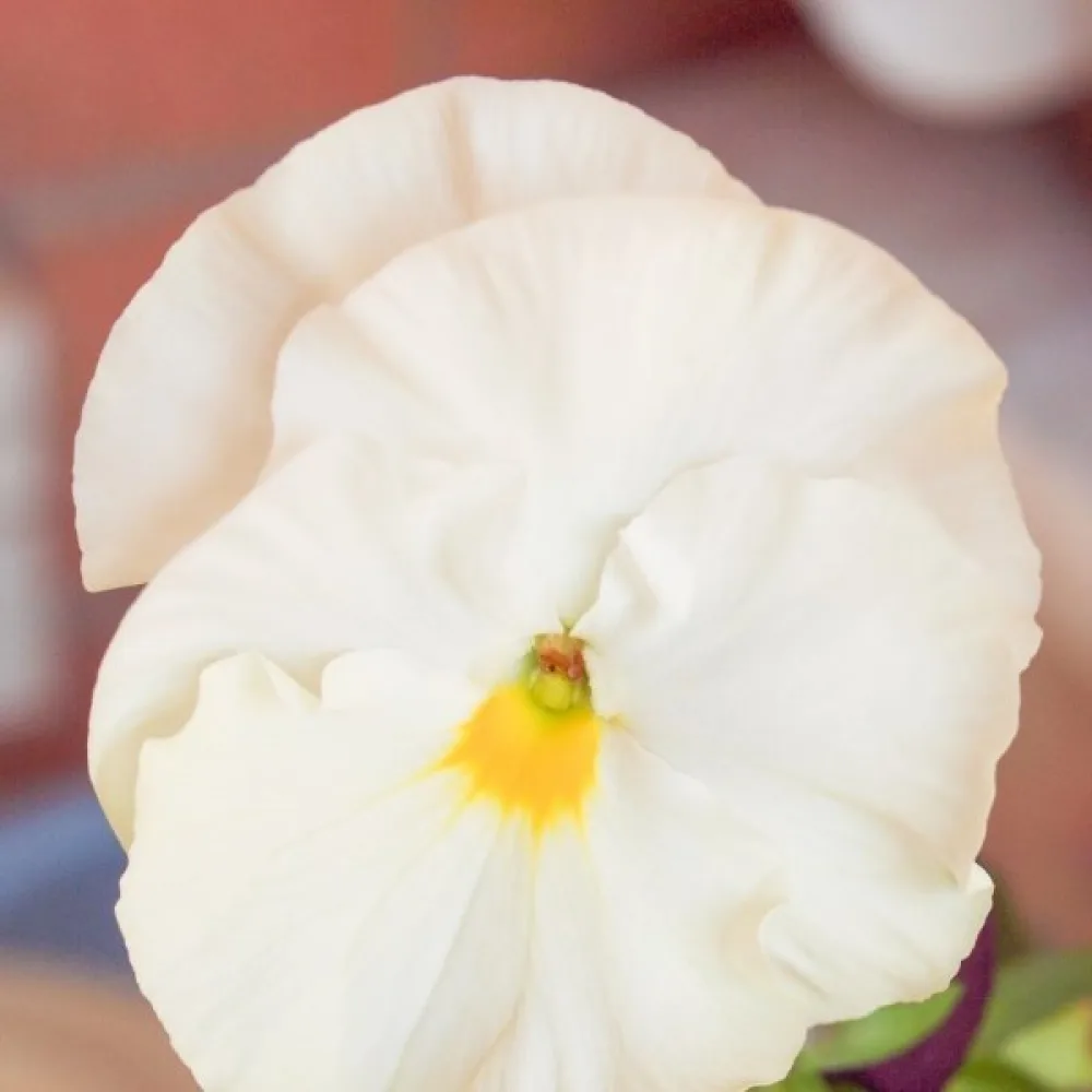 Pensé 'Firnenschnee'