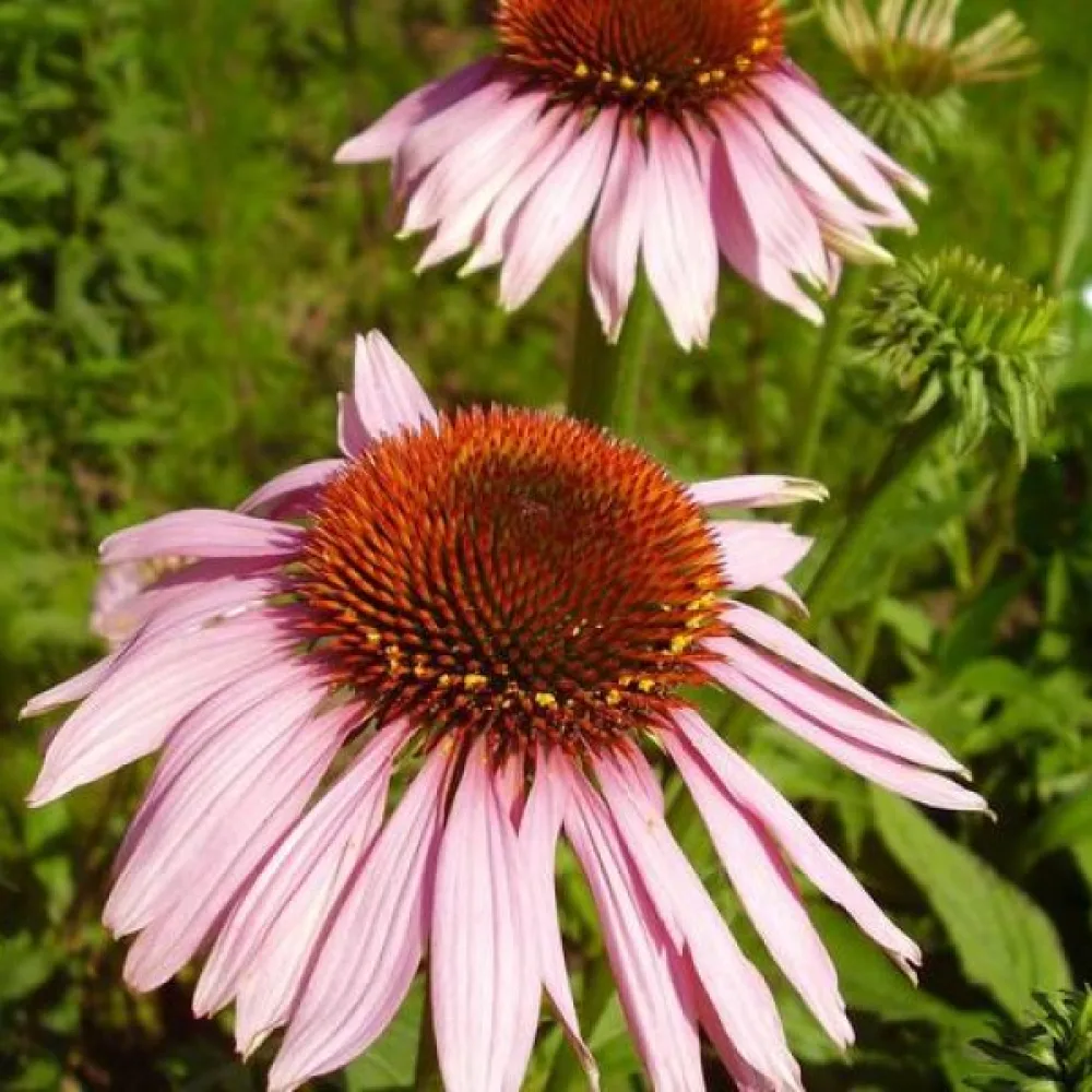 Solhatt Echinacea, ljusrosa