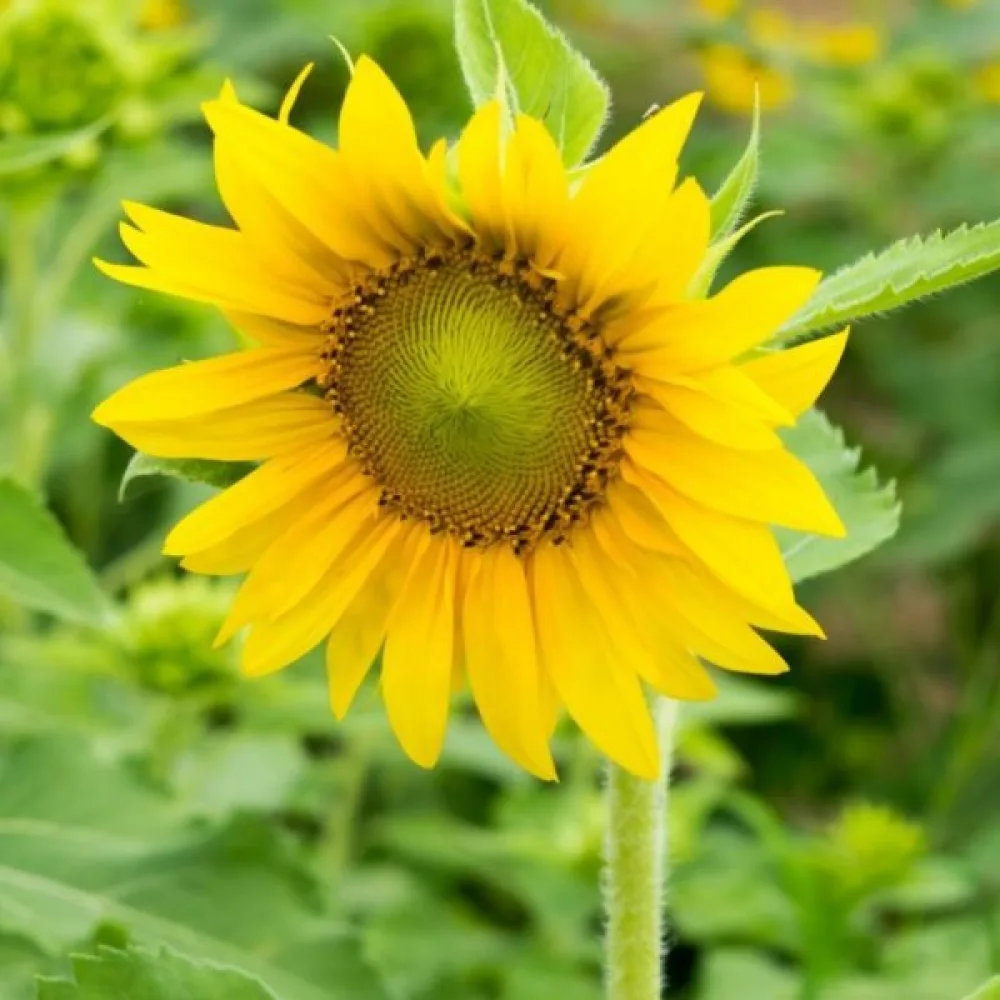 Solros 'Sunspot Gold'
