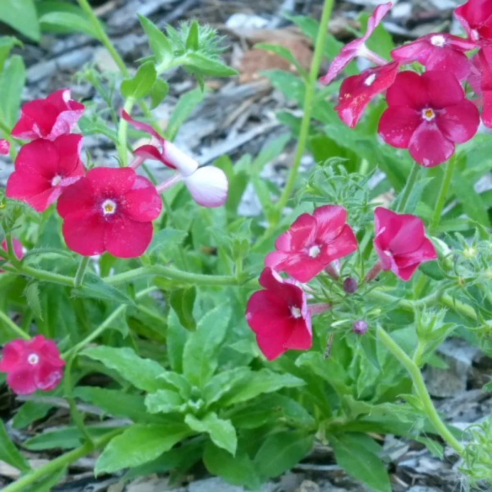 Sommarflox 'Coccinea'