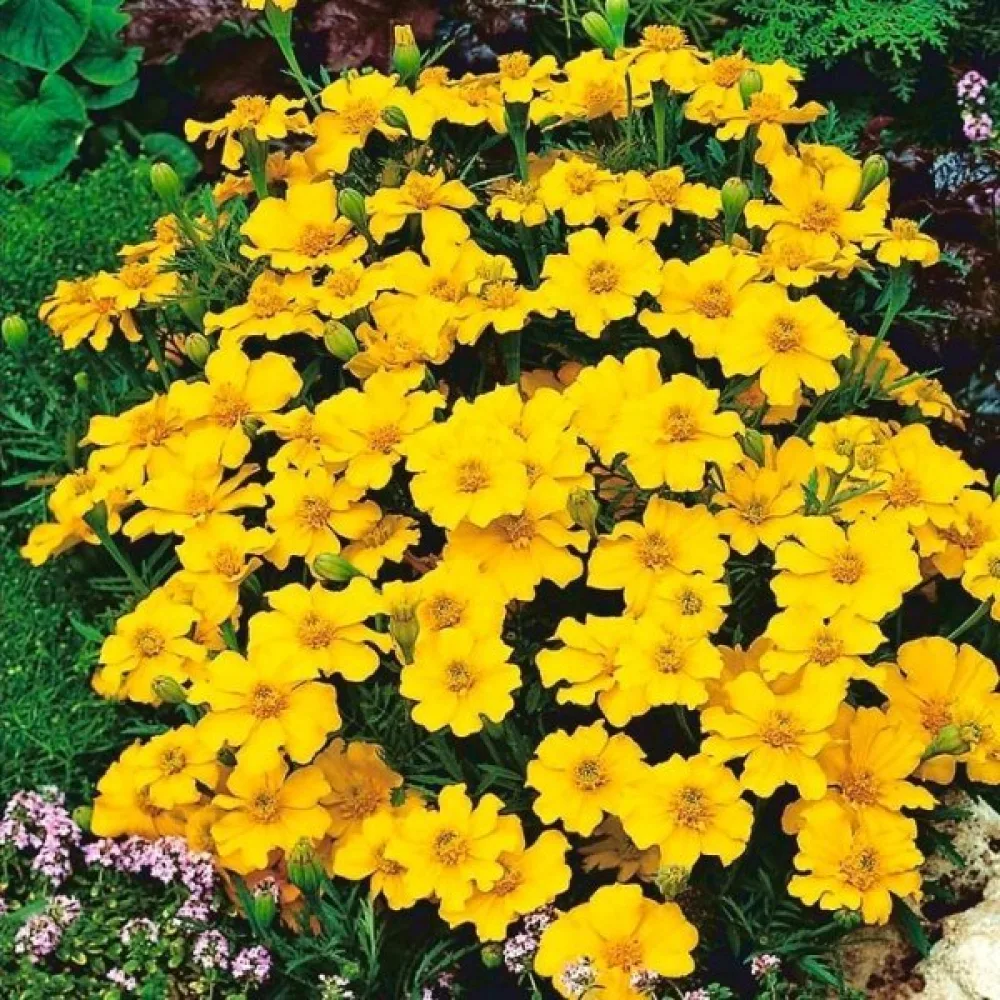 Fransk tagetes 'Sunny Yellow'